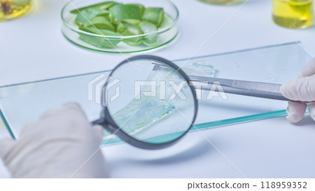 A scientist in a modern laboratory examines a translucent, peeled aloe vera leaf on a glass plate under a magnifying lens next to a petri dish with aloe samples and bottles of yellow liquid. 118959352