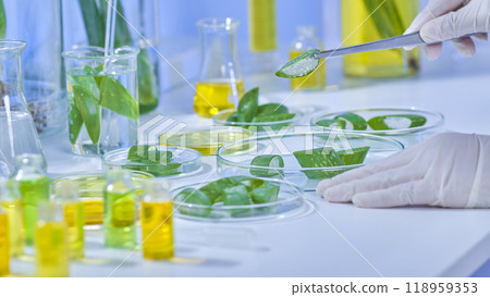 A sample shot from the experimental environment depicts scientists moving aloe vera pieces from one petri dish to another as aloe samples and solution bottles are arranged on the table. A sample shot from the experimental environment depicts scientists moving aloe vera pieces from one petri dish to another as aloe samples and solution bottles are arranged on the table. 118959353
