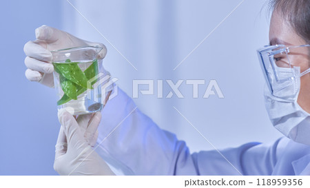 an image showing a scientist studying the details up close while holding a beaker filled with a transparent fluid and slices of aloe near to face. An illustration of the experiment using aloe. an image showing a scientist studying the details up close while holding a beaker filled with a transparent fluid and slices of aloe near to face. An illustration of the experiment using aloe. 118959356