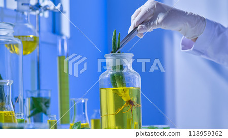 A close-up video shows a scientist using simple lab equipment to do an experiment in a minimalist environment by carefully moving an aloe vera plant into a glass jar filled with a yellow fluid. A close-up video shows a scientist using simple lab equipment to do an experiment in a minimalist environment by carefully moving an aloe vera plant into a glass jar filled with a yellow fluid. 118959362