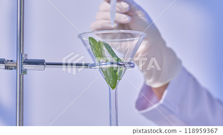 A scientist pours fluid into a funnel that is suspended from a rack holding fresh slices of aloe vera in close-up angle. A basic lab environment with a white background serves as the photo template. A scientist pours fluid into a funnel that is suspended from a rack holding fresh slices of aloe vera in close-up angle. A basic lab environment with a white background serves as the photo template. 118959367