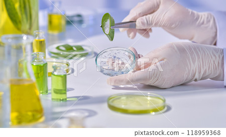In a laboratory environment, a table has chemicals and solutions in glass bottles, and a scientist folds aloe vera with tweezers while holding a clear gel petri dish. In a laboratory environment, a table has chemicals and solutions in glass bottles, and a scientist folds aloe vera with tweezers while holding a clear gel petri dish. 118959368