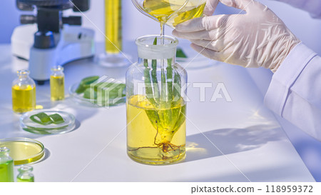 Aloe vera sample and glass jars are on a table in this lab experiment photo sample, which shows a scientist handling a yellow fluid and an aloe vera plant. 118959372