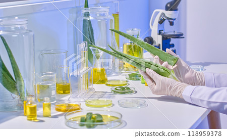 The aloe vera components and extracts in glass jars and vials are organized on a table, and a scientist is seen holding up and intently scrutinizing sliced aloe branches in the lab picture template. The aloe vera components and extracts in glass jars and vials are organized on a table, and a scientist is seen holding up and intently scrutinizing sliced aloe branches in the lab picture template. 118959378