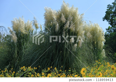 潘帕斯草和向日葵田 潘帕斯草和向日葵田 118959413