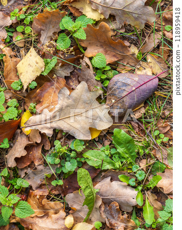 Orange, brown and yellow fallen oak leaves in the sunlight. 118959418