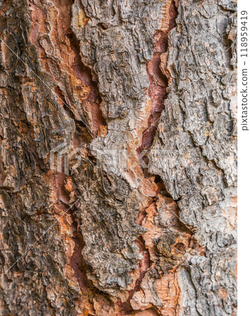Bark texture and background of a old fir tree trunk. Detailed bark texture. Natural background 118959419