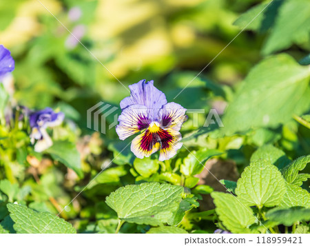 A viola pansy found in the botanical garden. viola tricolor, little pansy 118959421