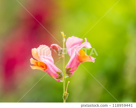 Pink flowers in the garden called Snapdragon or Antirrhinum majus or Bunny rabbits. 118959441