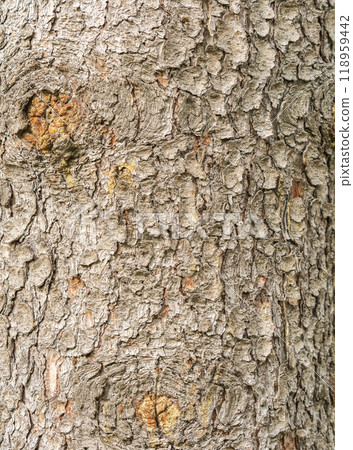 Bark texture and background of a old fir tree trunk. Detailed bark texture. Natural background 118959442