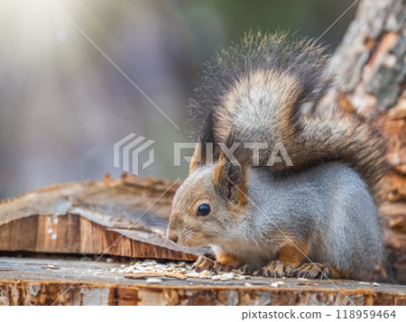 A squirrel sits on a stump and eats nuts in autumn. 118959464