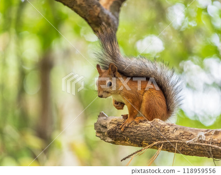 Squirrel sits on a branch in Autumn park Squirrel sits on a branch in Autumn park 118959556