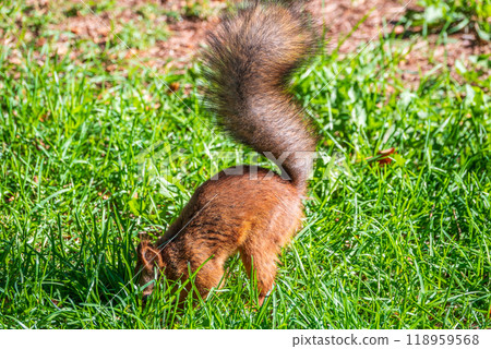 Squirrel in autumn hides nuts on the green grass with fallen yellow leaves Squirrel in autumn hides nuts on the green grass with fallen yellow leaves 118959568