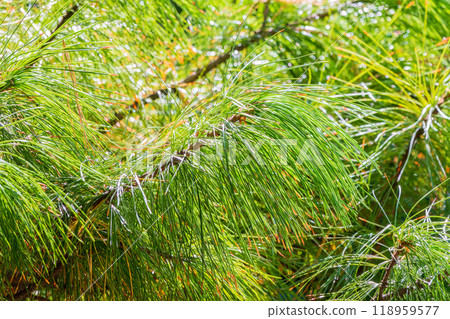 Cedar branches with long fluffy needles with a beautiful blurry background. 118959577