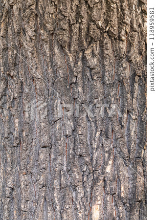Bark texture and background of a old tree trunk. Detailed bark texture. Bark texture and background of a old tree trunk. Detailed bark texture. 118959581
