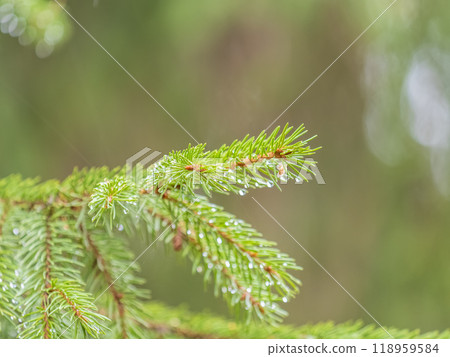 Background of green spruce branches in sunset light Background of green spruce branches in sunset light 118959584