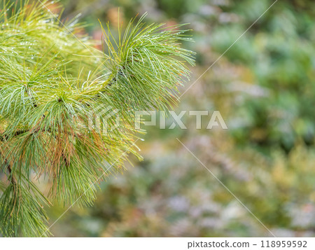 Cedar branches with long fluffy needles with a beautiful blurry background. 118959592