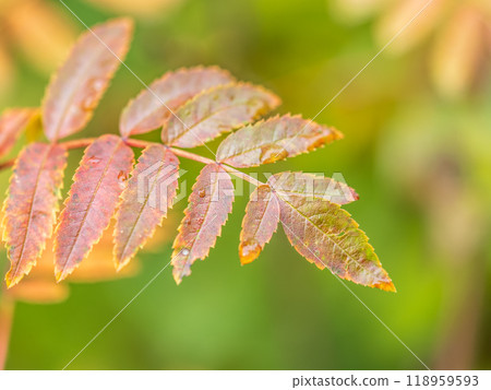 Rowan branches with yellow leaves in the autumn park. 118959593