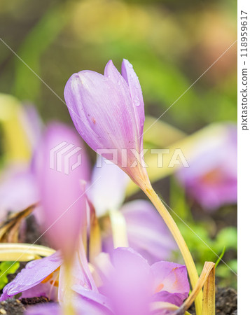 Autumn purple crocuses bloomed above the ground. Autumn purple crocuses bloomed above the ground. 118959617