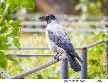 Hooded crow, corvus cornix, standing on the lawn in the spring or summer 118959618
