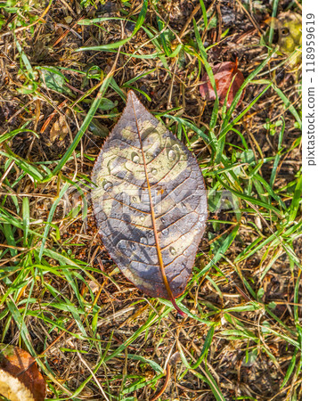 Orange and yellow fallen leaves with dew drops. Autumn leaves with water drops close-up. Orange and yellow fallen leaves with dew drops. Autumn leaves with water drops close-up. 118959619