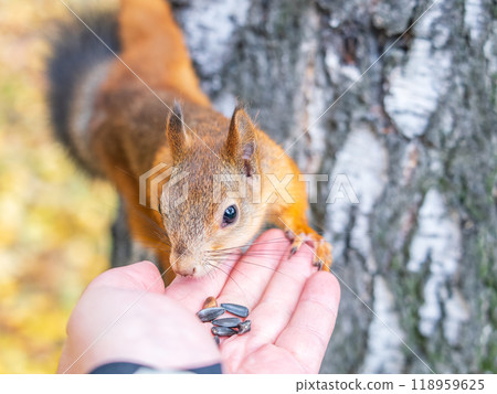 A squirrel in the autumn eats nuts from a human hand. Eurasian red squirrel, Sciurus vulgaris A squirrel in the autumn eats nuts from a human hand. Eurasian red squirrel, Sciurus vulgaris 118959625