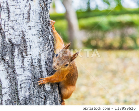 Portrait of a squirrel on a tree trunk Portrait of a squirrel on a tree trunk 118959626