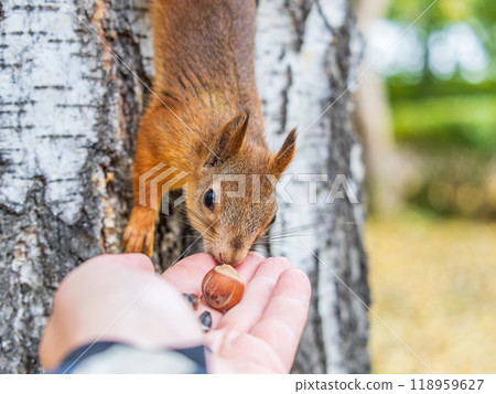 A squirrel in the autumn eats nuts from a human hand. Eurasian red squirrel, Sciurus vulgaris A squirrel in the autumn eats nuts from a human hand. Eurasian red squirrel, Sciurus vulgaris 118959627