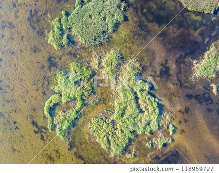 Aerial view of lake or river green shore with forest. Summer season. 118959722