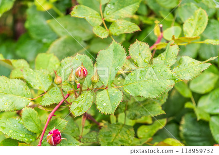 Branch of rose leaves with water drop 118959732