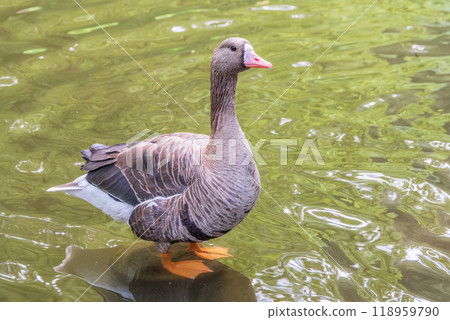 Greater White-fronted Goose (Anser albifrons) standing on the green shore of the pond. 118959790