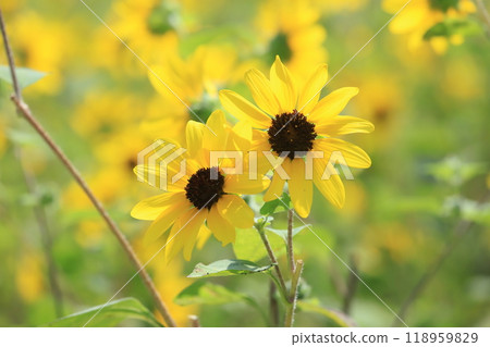 Small sunflower field Small sunflower field 118959829