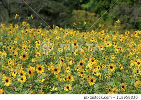 Small sunflower field Small sunflower field 118959830