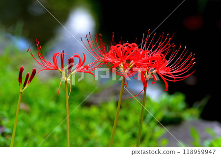 Tokyo Koishikawa Korakuen: Scenery of red spider lilies Tokyo Koishikawa Korakuen: Scenery of red spider lilies 118959947