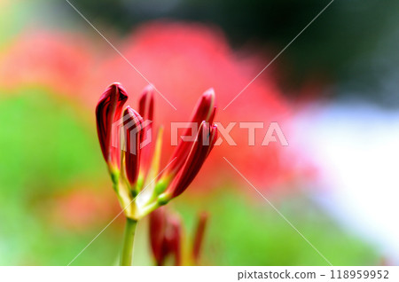 Tokyo Koishikawa Korakuen: Scenery of red spider lilies 118959952