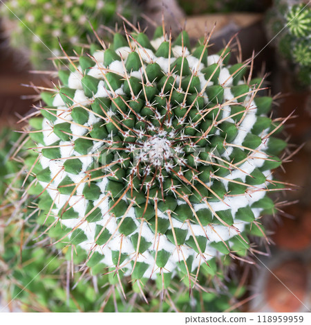 cactus growing in plastic flower pot. cactus growing in plastic flower pot. 118959959