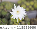 cactus flower growing in plastic flower pot. 118959960
