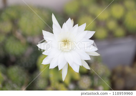 cactus flower growing in plastic flower pot. cactus flower growing in plastic flower pot. 118959960