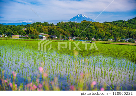 [Shizuoka Prefecture] Inverted Mt. Fuji reflected in the rice fields of the Tanna Basin 118960221