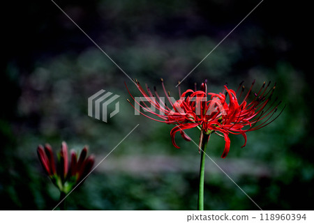 Yoyogi Park: Colorful red spider lilies Yoyogi Park: Colorful red spider lilies 118960394