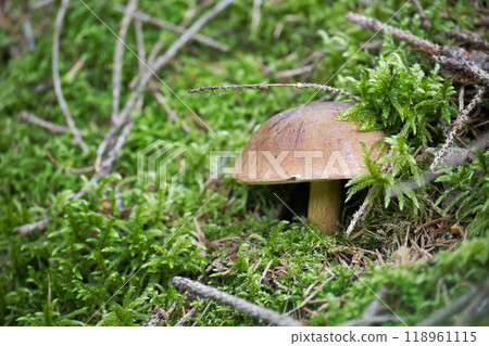 Close-up of a wild penny bun mushroom growing in a lush green forest surrounded by moss and foliage 118961115