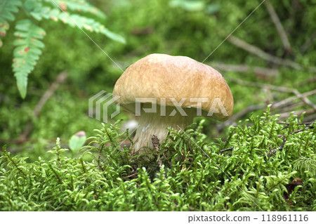 Boletus mushroom growing in a verdant forest setting, surrounded by vibrant green moss 118961116
