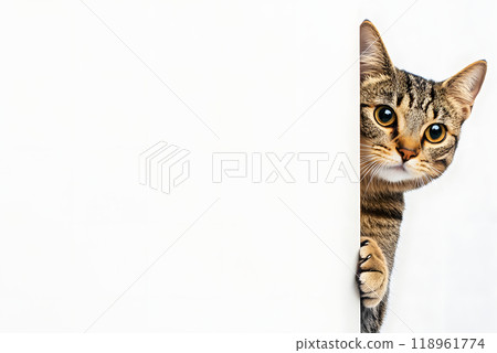 貓咪從縫隙中探出可愛表情的特寫 118961774