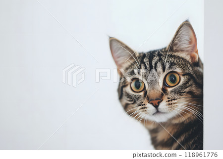 貓咪從縫隙中探出可愛表情的特寫 118961776