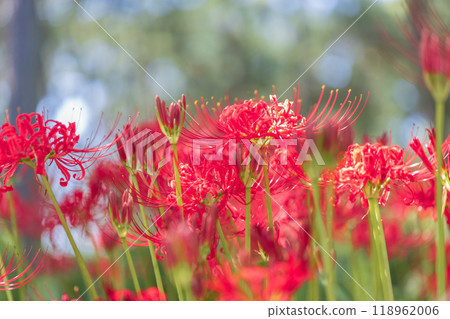 群集孤挺花 群集孤挺花 118962006