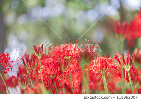 Cluster amaryllis Cluster amaryllis 118962007