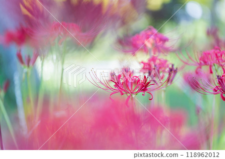 Cluster amaryllis 118962012