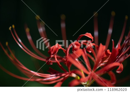 群集孤挺花 群集孤挺花 118962020