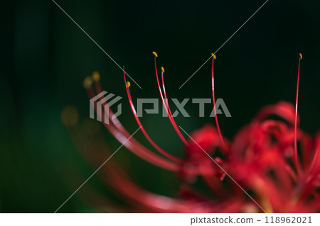 群集孤挺花 118962021