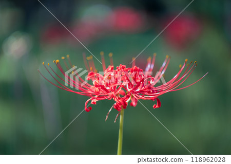 群集孤挺花 群集孤挺花 118962028